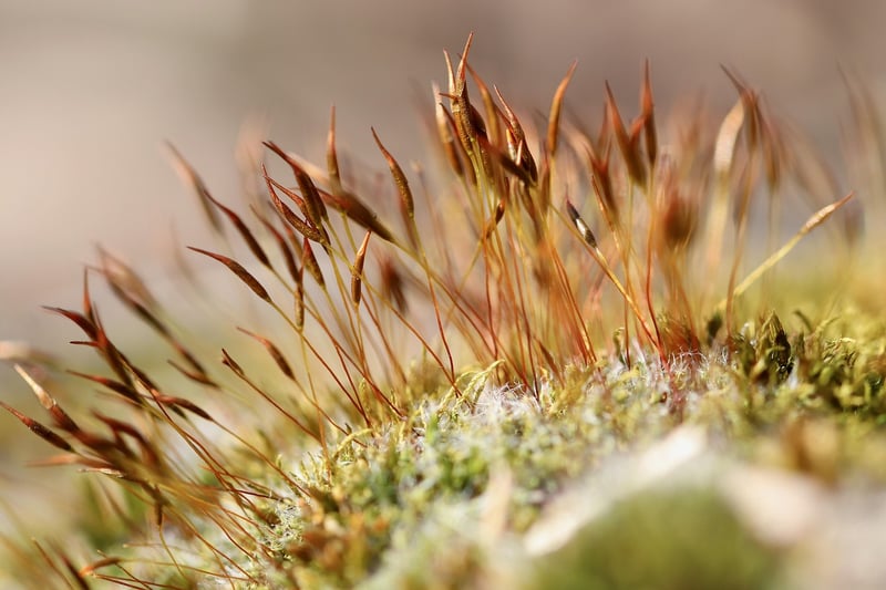 Moss and Pruning